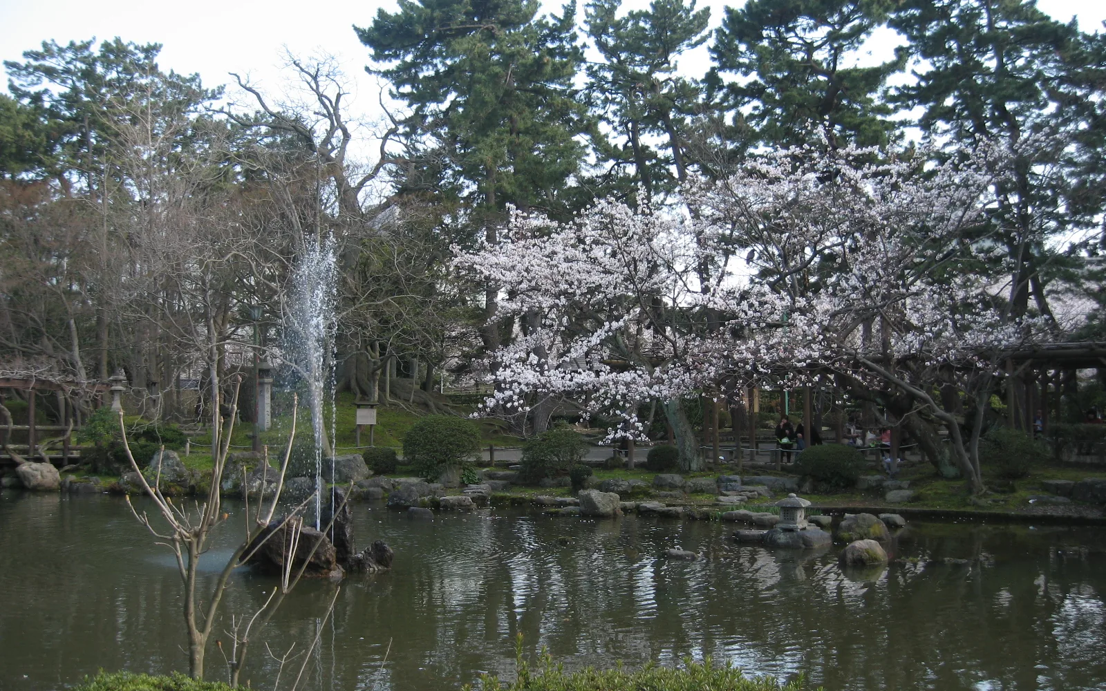 桜が咲く白山公園のひょうたん池